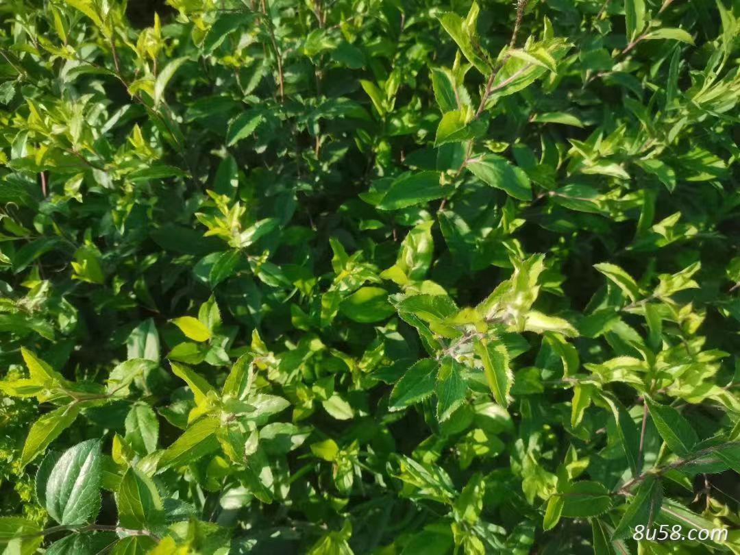 苍术