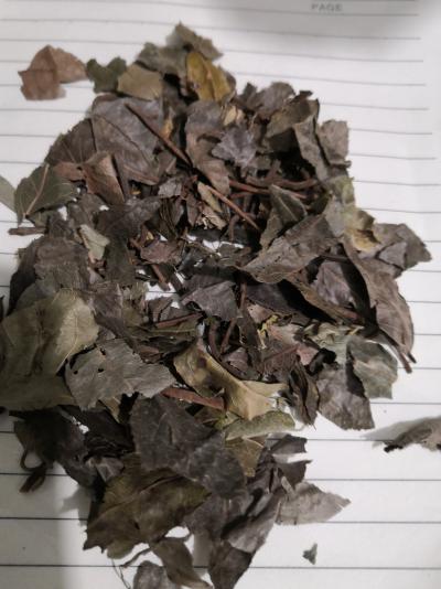 中药材平地木哪里有卖 平地木多少钱一斤