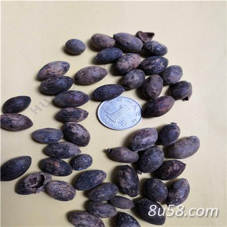 中药材蒲葵子有什么作用 蒲葵子多少钱一斤