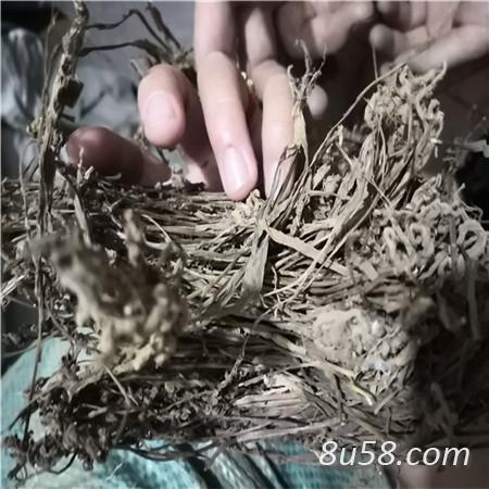 盘龙参哪里有卖 盘龙参多少钱一斤