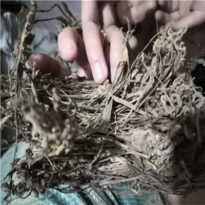 盘龙参哪里有卖 盘龙参多少钱一斤