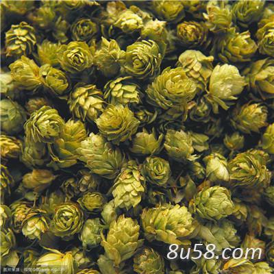 啤酒花哪里有卖 啤酒花多少钱一斤