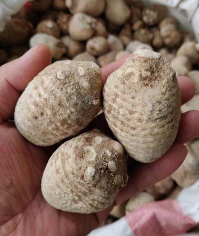 出售20吨干泽泻