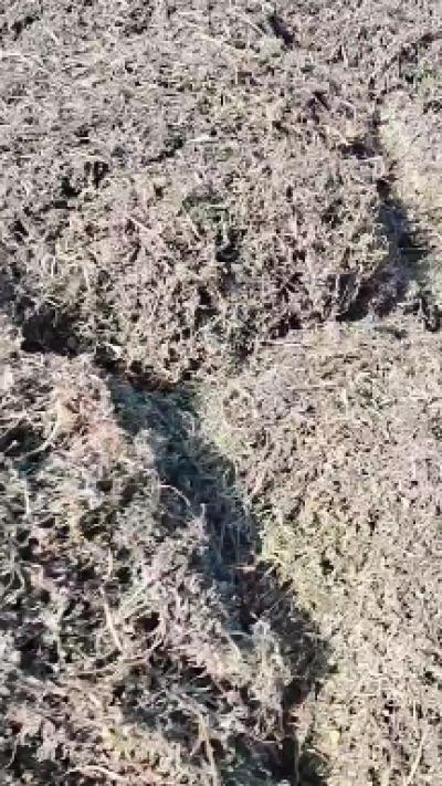 墨旱莲全草现货十吨