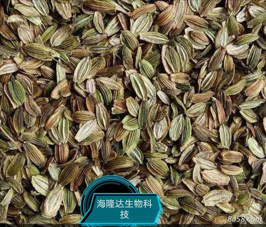 出售明日叶种子