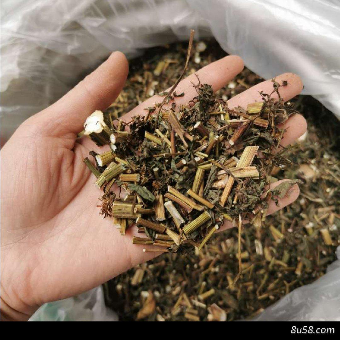 大量供应鬼针草