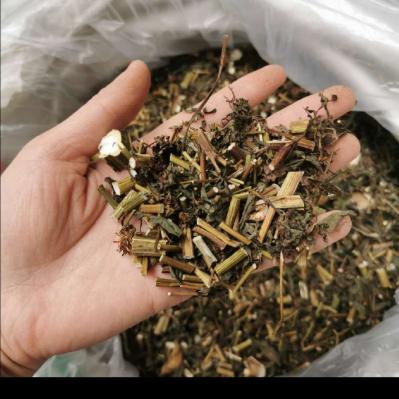 大量供应鬼针草