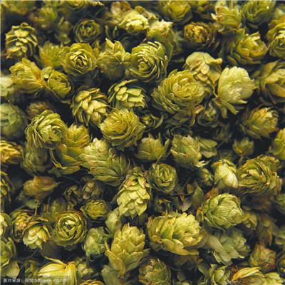 中药材啤酒花哪里能买到 啤酒花多少钱一斤