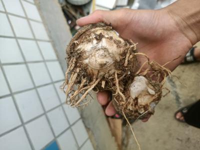 纯野生天南星好货