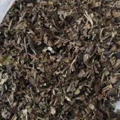 中药材鼠尾草哪里有卖 鼠尾草多少钱一斤
