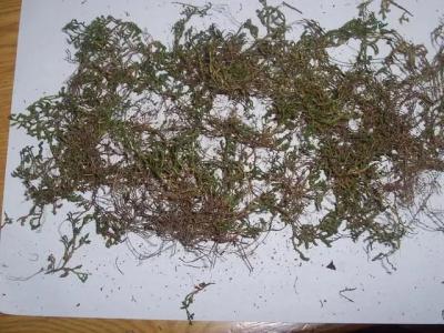 肾子草哪里有卖 肾子草多少钱一斤