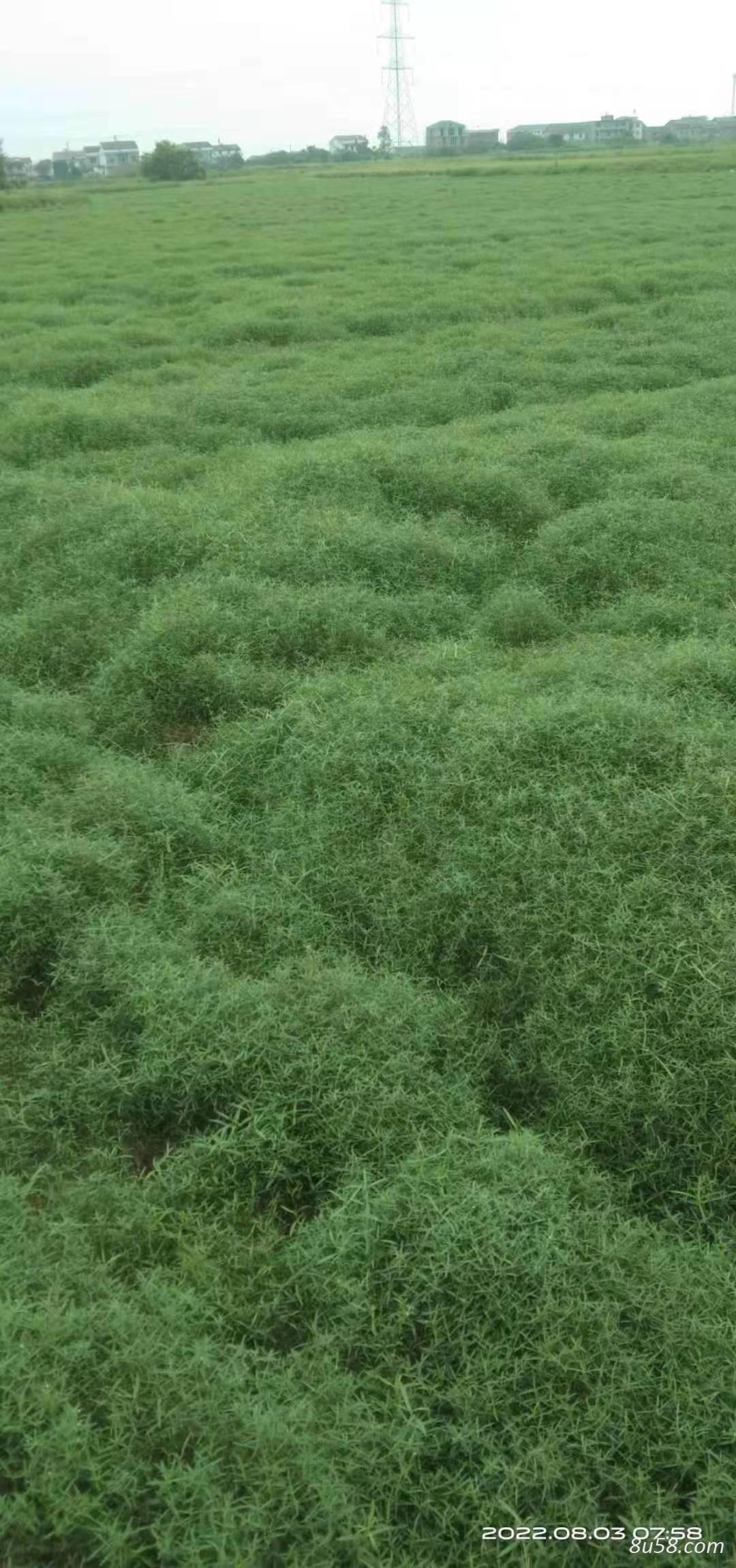 白花蛇舌草种植户