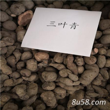 三叶青哪里有卖 三叶青批发零售