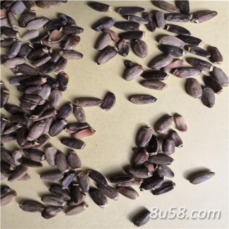 水飞蓟有什么作用 水飞蓟产地批发