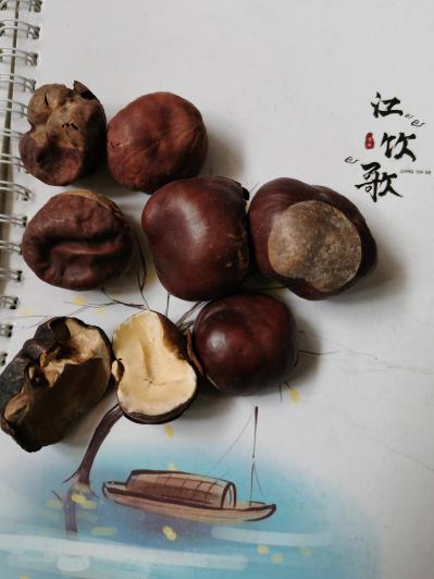 婆罗子哪里有卖 婆罗子批发零售