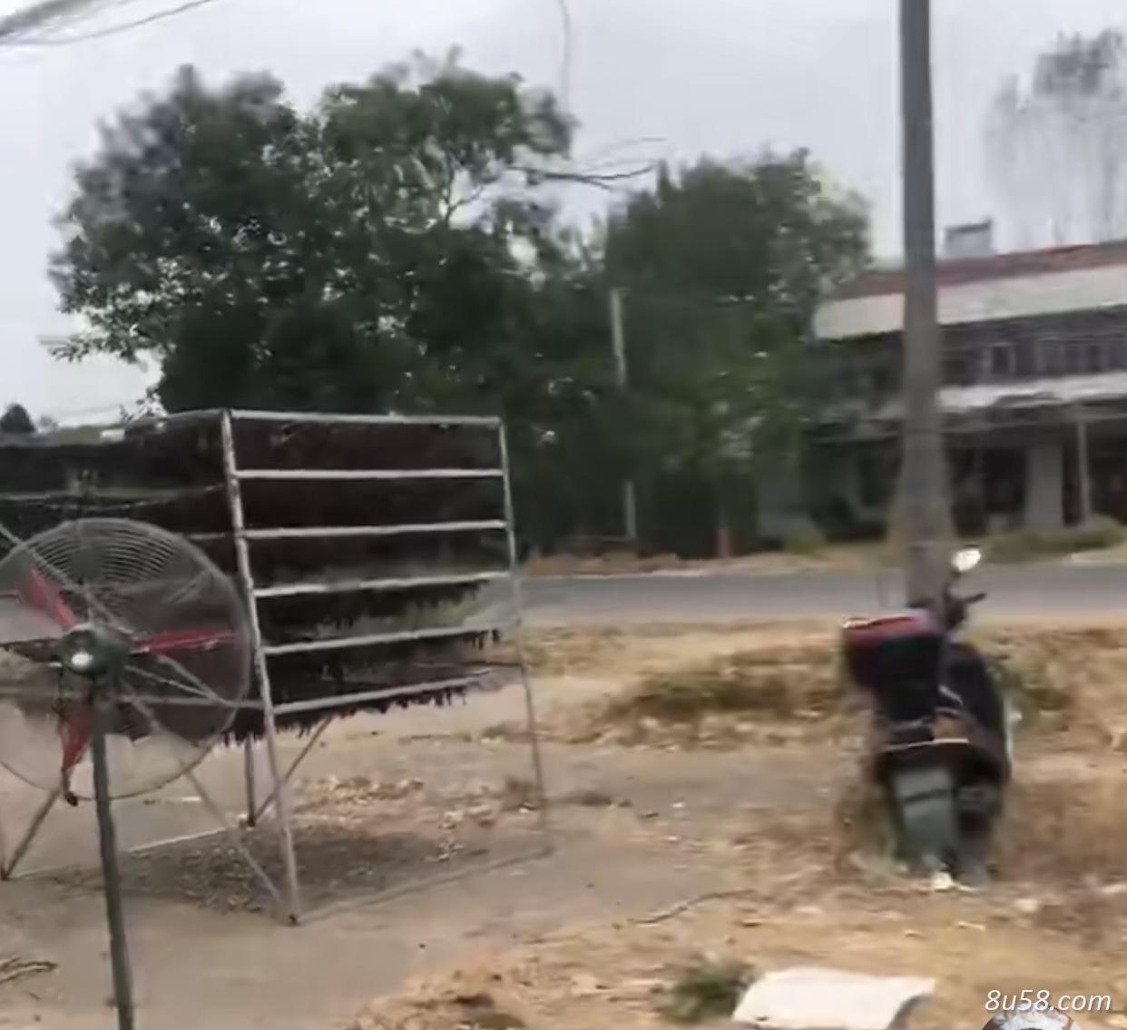 自己养殖的水蛭清水吊干货