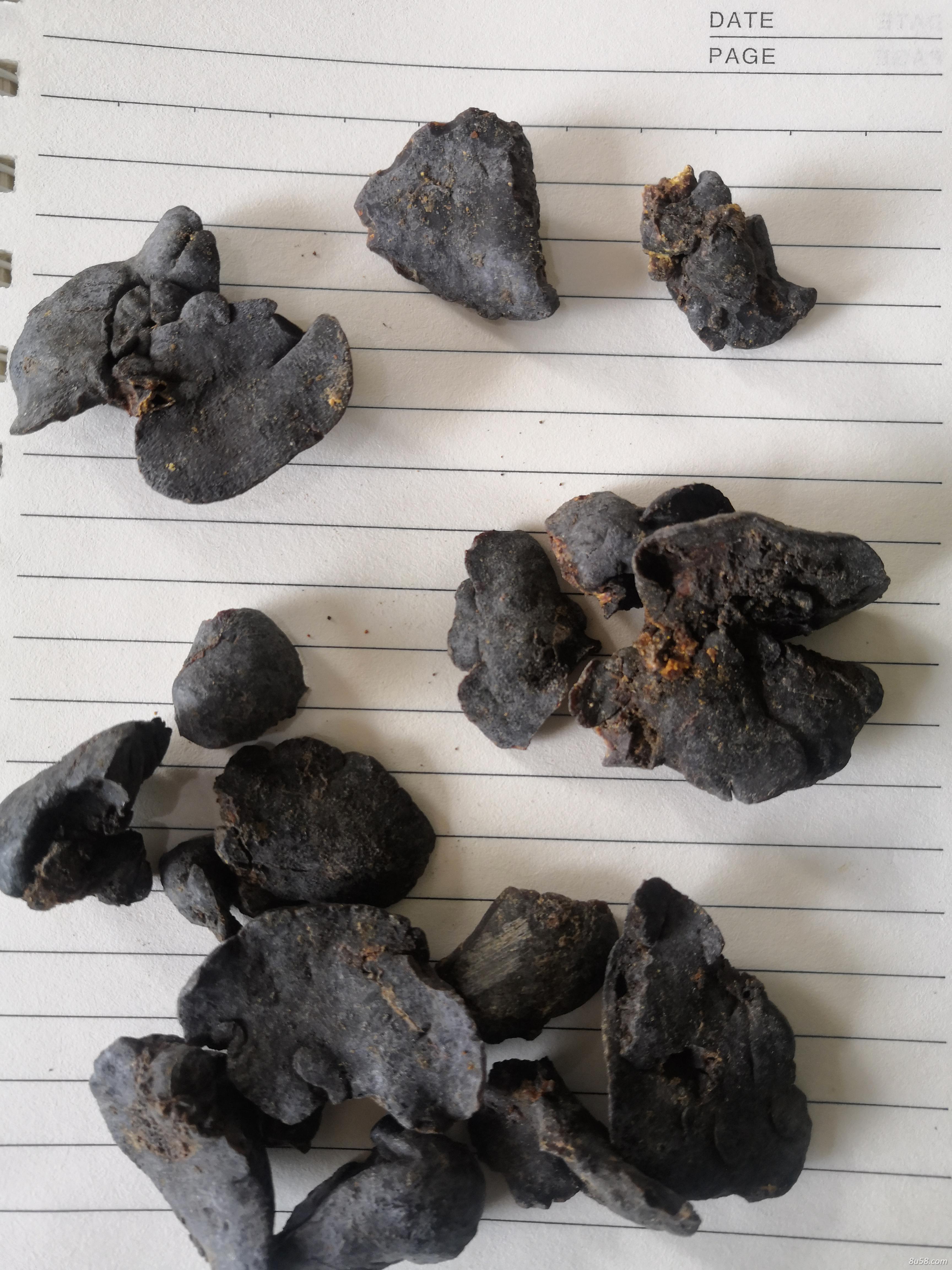 水獭肝哪里有卖 中药材水獭肝多少钱一斤