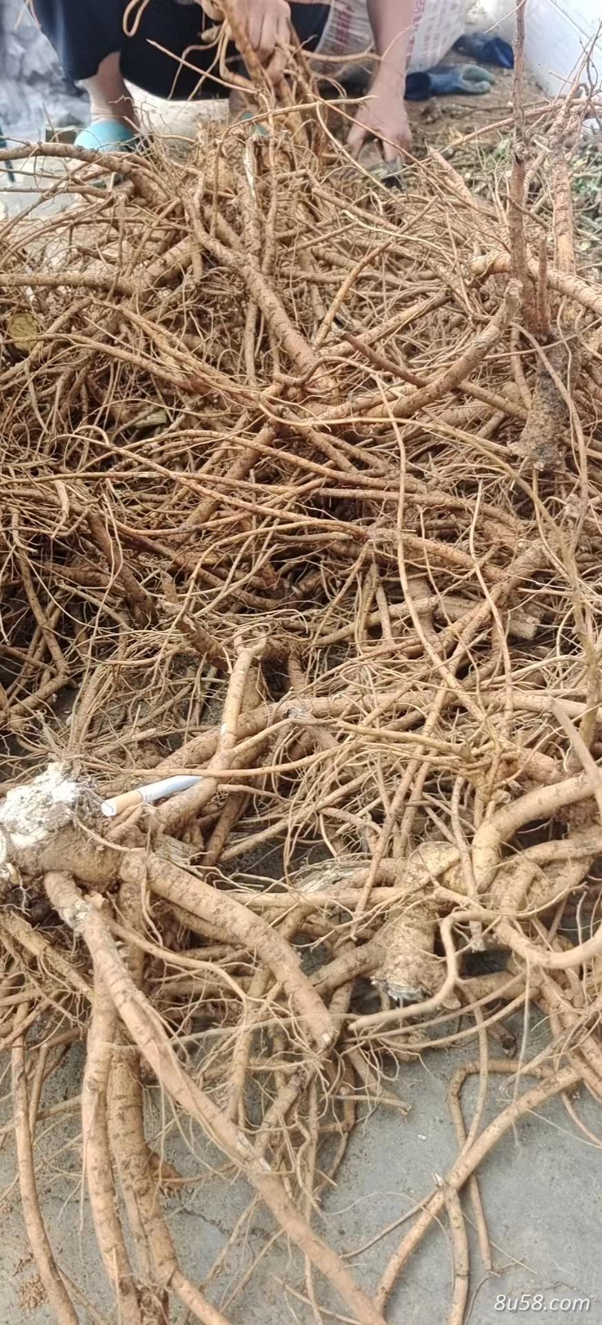 农村山地种植山豆根出售