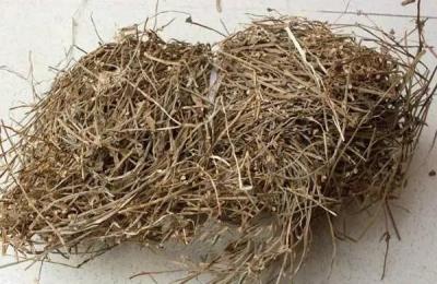 通经草哪里有卖 通经草批发零售