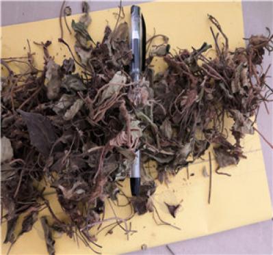 兔儿伞哪里有卖 兔儿伞批发零售