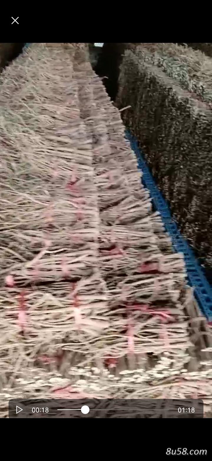黄芪出售 黄芪出售