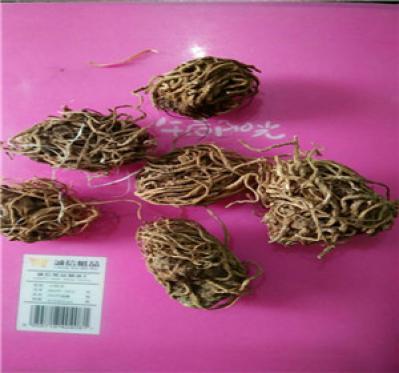 中药材头顶一颗珠批发零售 头顶一颗珠哪里有卖