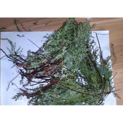 铁线草哪里有卖 铁线草批发零售
