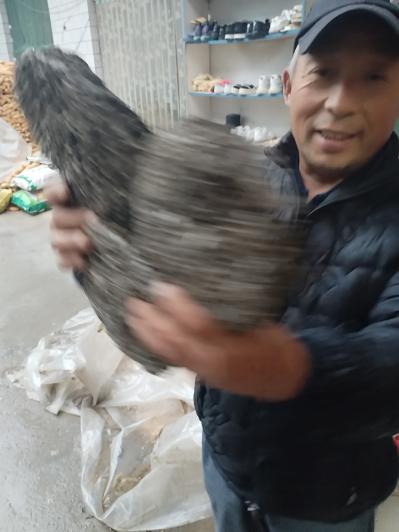 马蜂窝野生