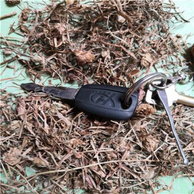蜈蚣草有什么作用 蜈蚣草批发零售