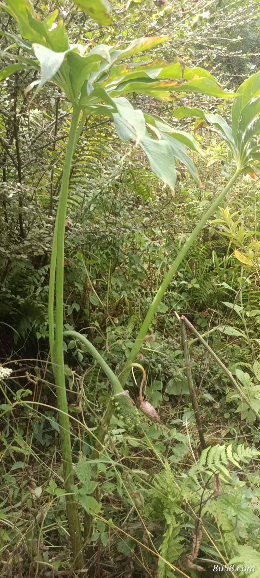 纯野生天南星好货