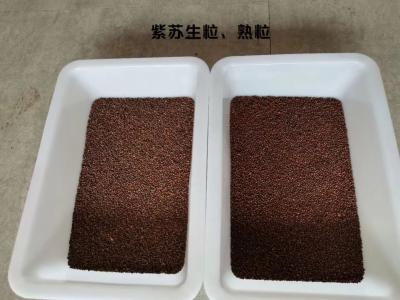 2022年最新下的紫苏籽