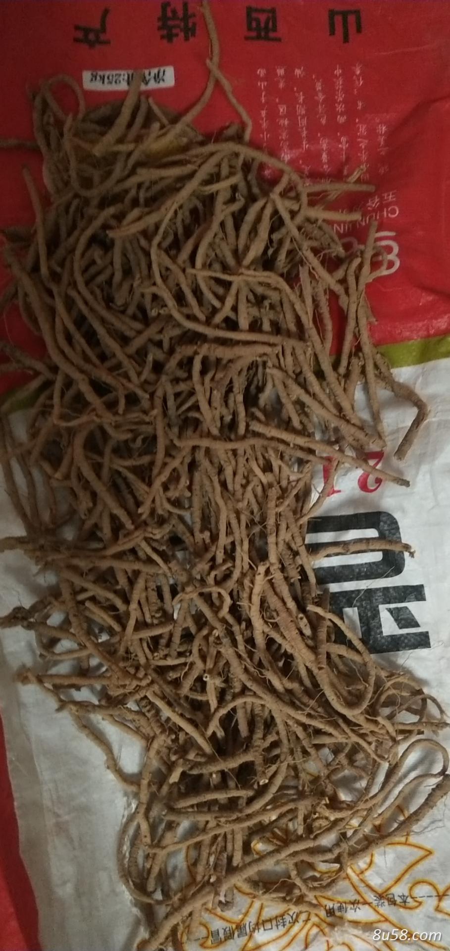 远志茼