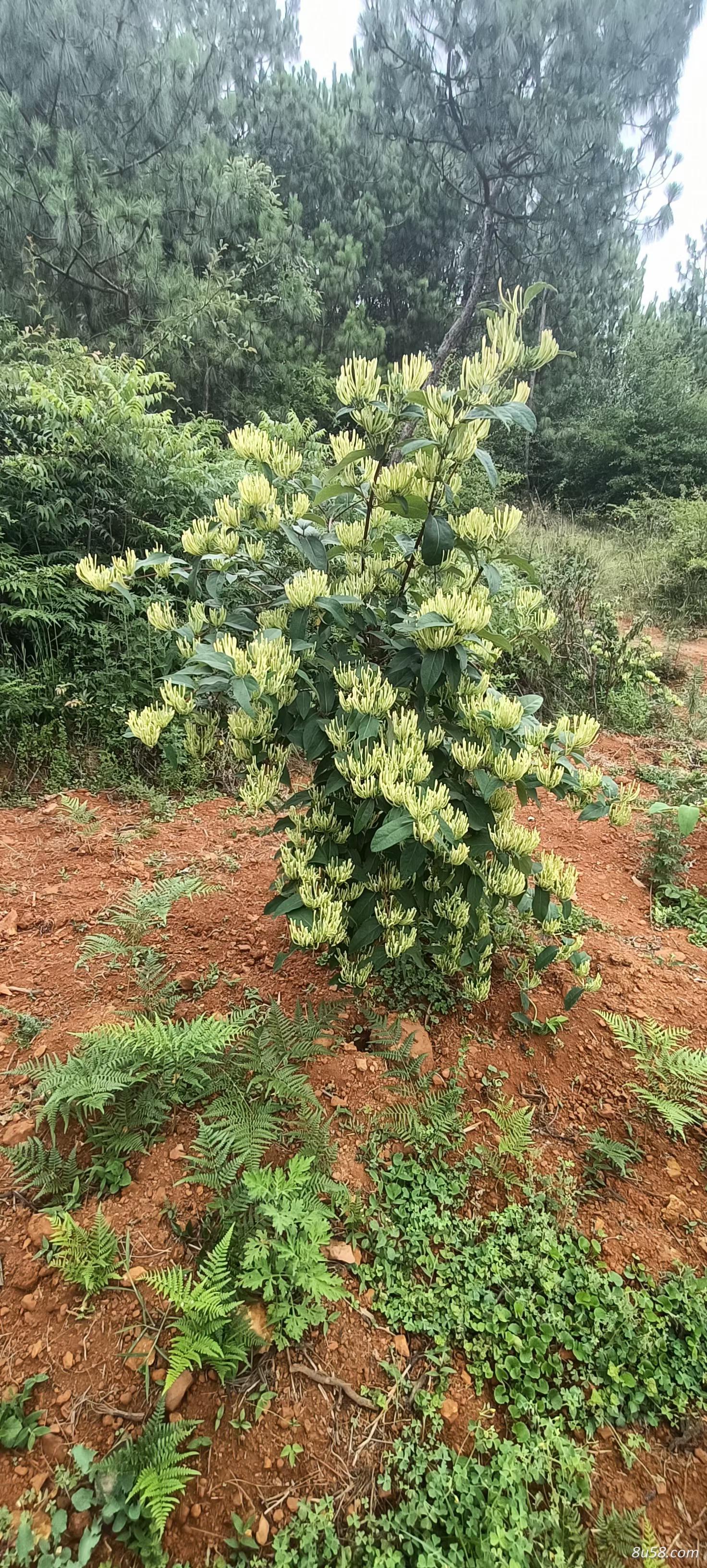 自家种植纯正金银花
