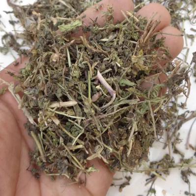仙桃草哪里有卖 中药材仙桃草批发零售