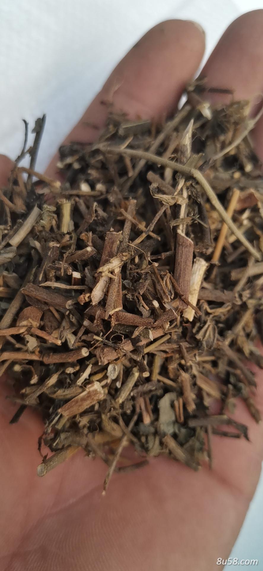 响铃草批发零售 响铃草每日报价
