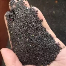 芸苔子哪里有卖 芸苔子批发零售
