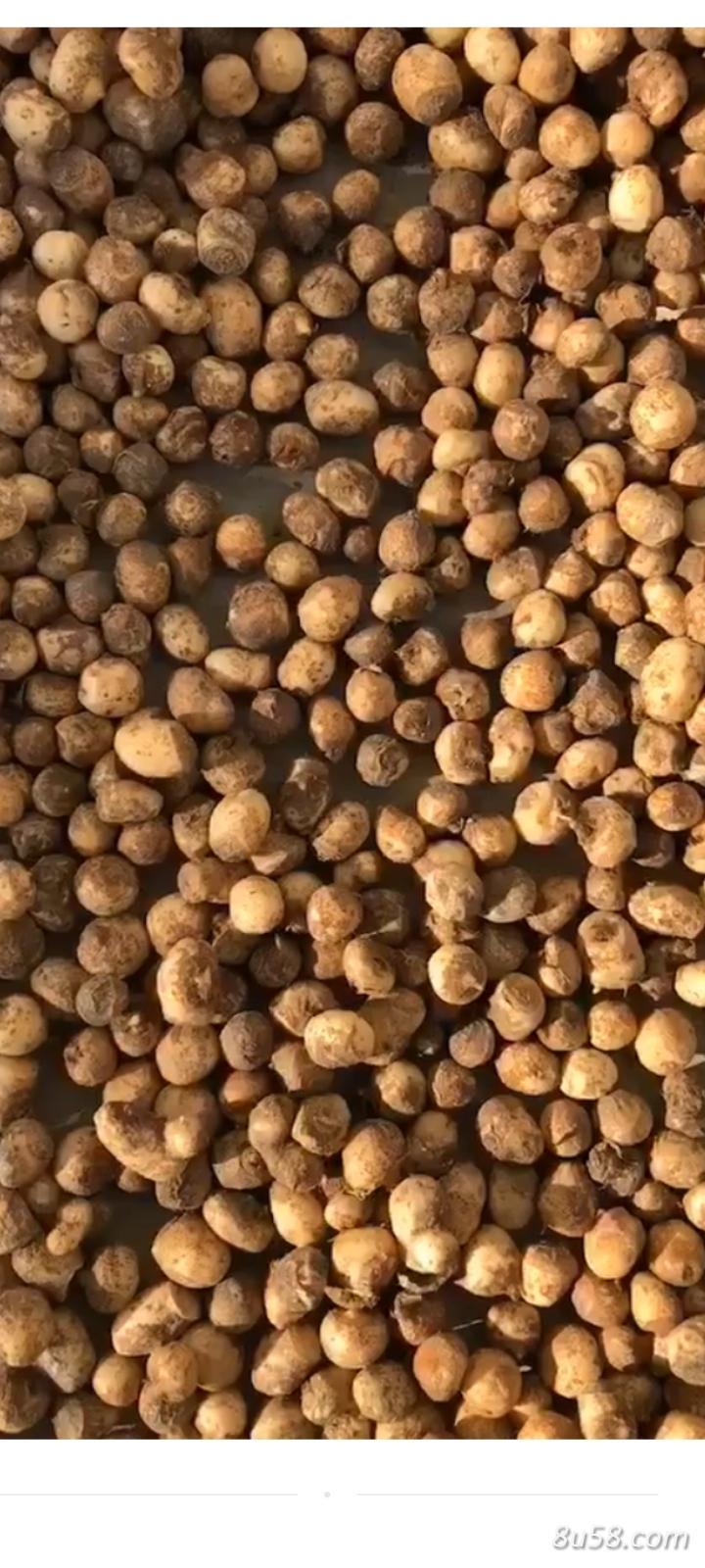 改良半夏种苗