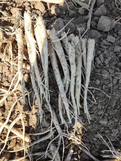 出售大量鲜桔梗 质量好 品相佳 保质保量