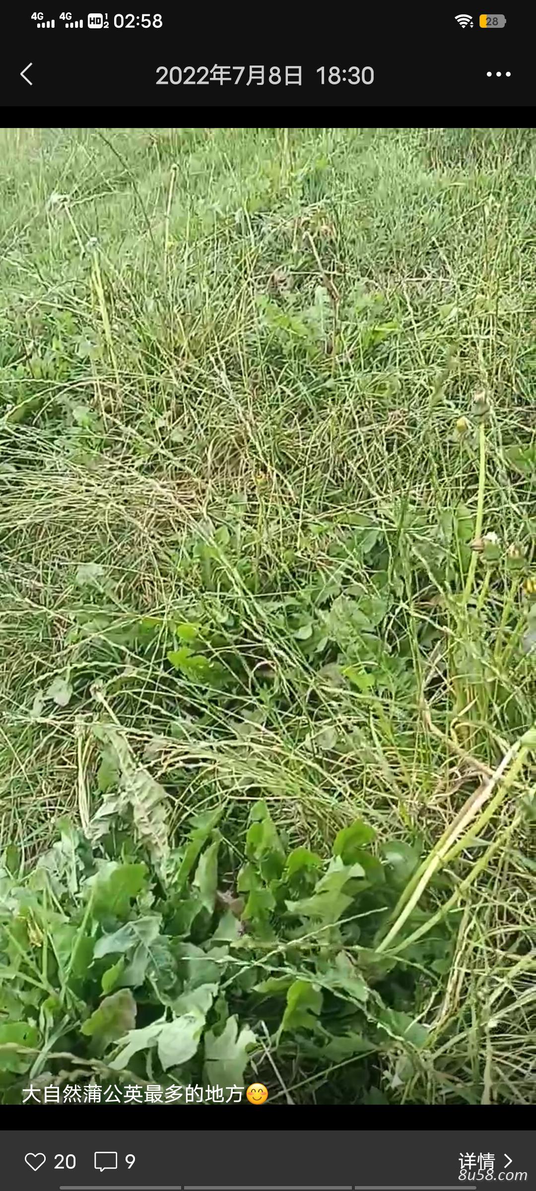 出售野生干蒲公英