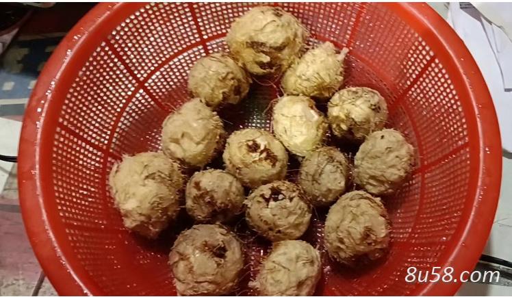 大量鲜货中药材三棱供应