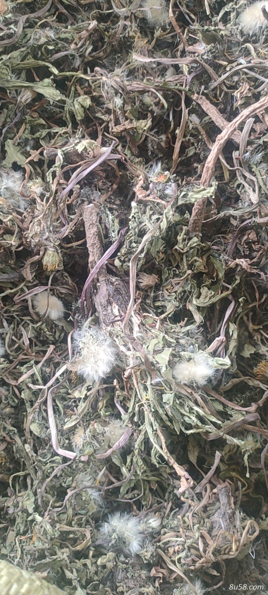 出售蒲公英