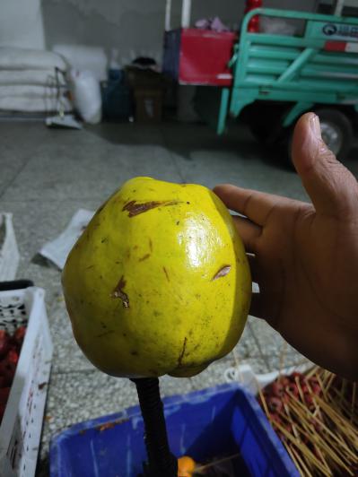光皮木瓜果实出售