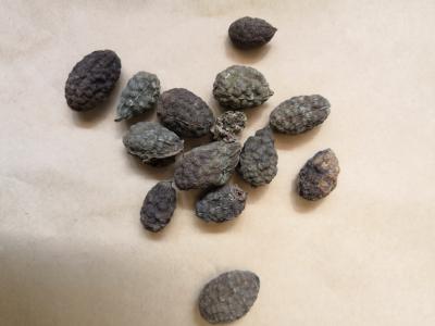野西瓜哪里有卖 中药材野西瓜批发零售