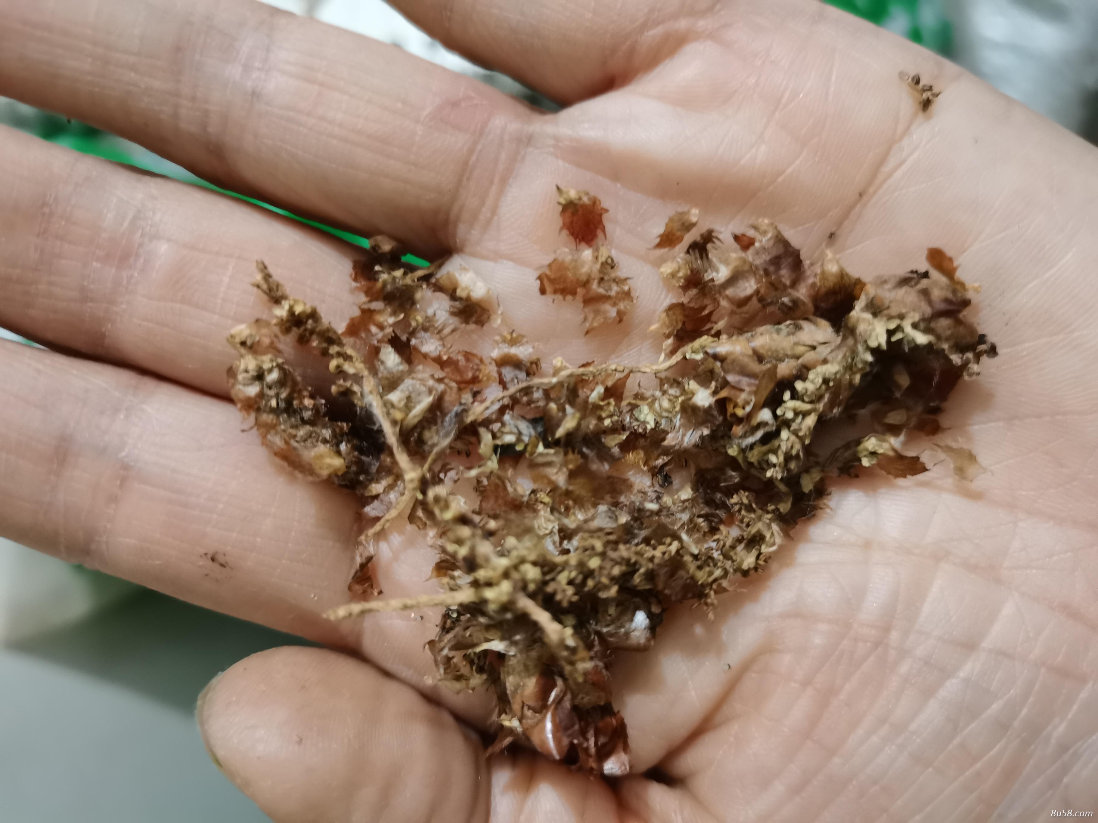 中药材杨树花批发零售 杨树花多少钱一斤