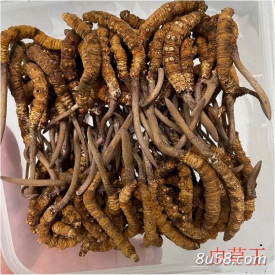 生态繁育冬虫夏草，虫草王-AAA级，2根/克