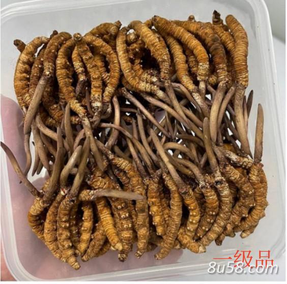 生态繁育冬虫夏草一级-AAAA,3根/克