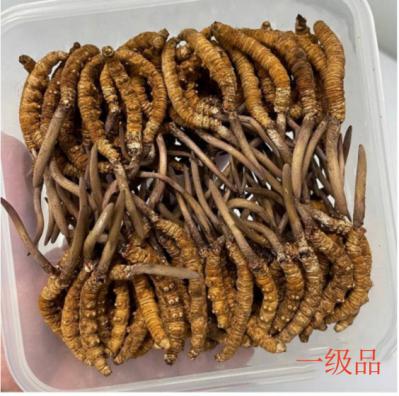 生态繁育冬虫夏草一级-AAAA,3根/克