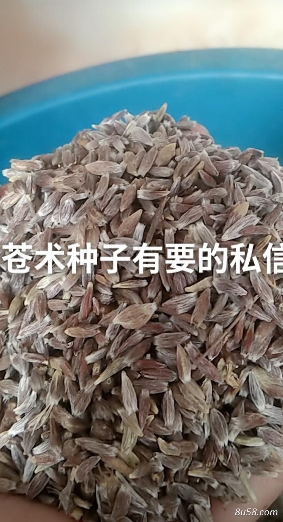 正宗朱砂点北苍术种子