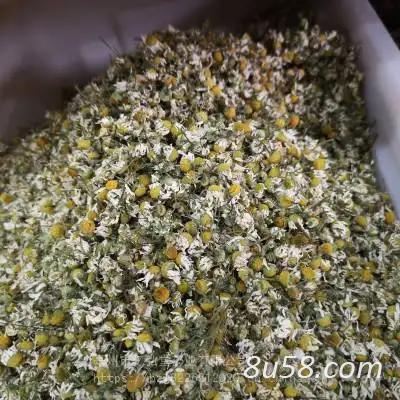 中药材洋甘菊哪里有卖 洋甘菊批发零售