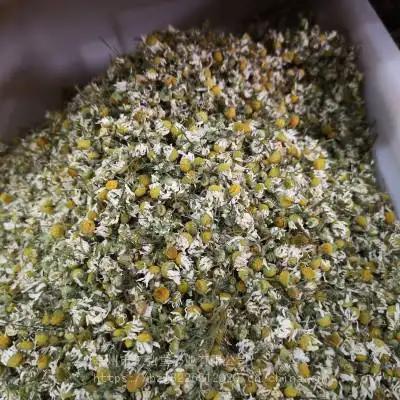 中药材洋甘菊哪里有卖 洋甘菊批发零售